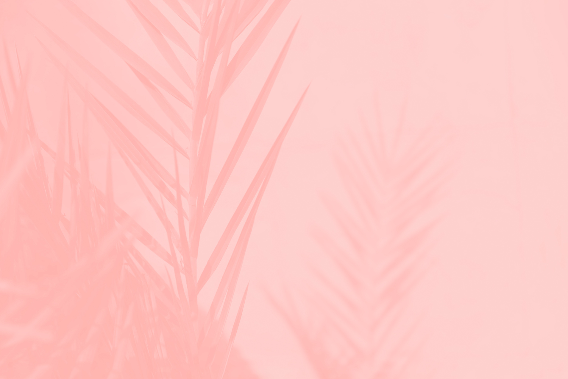 Pink coral date palm leaves on light pink background