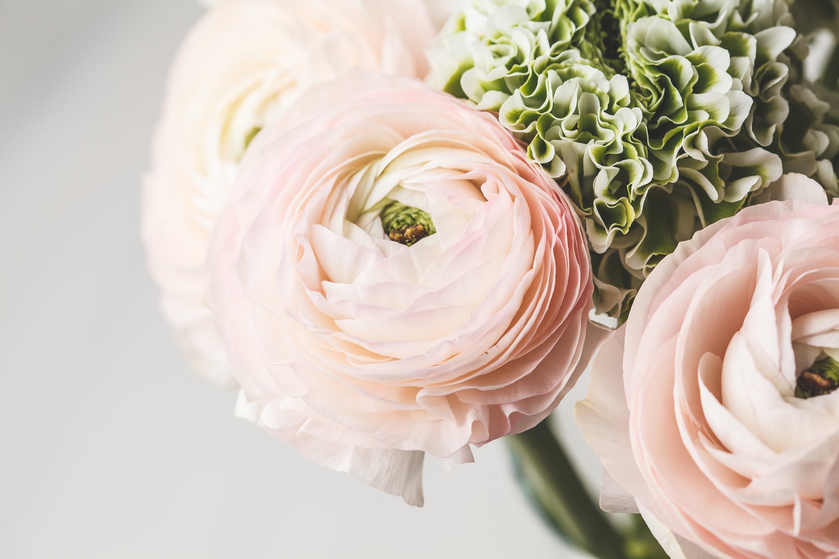 Beautiful Fresh Pink Ranunculus Flowers